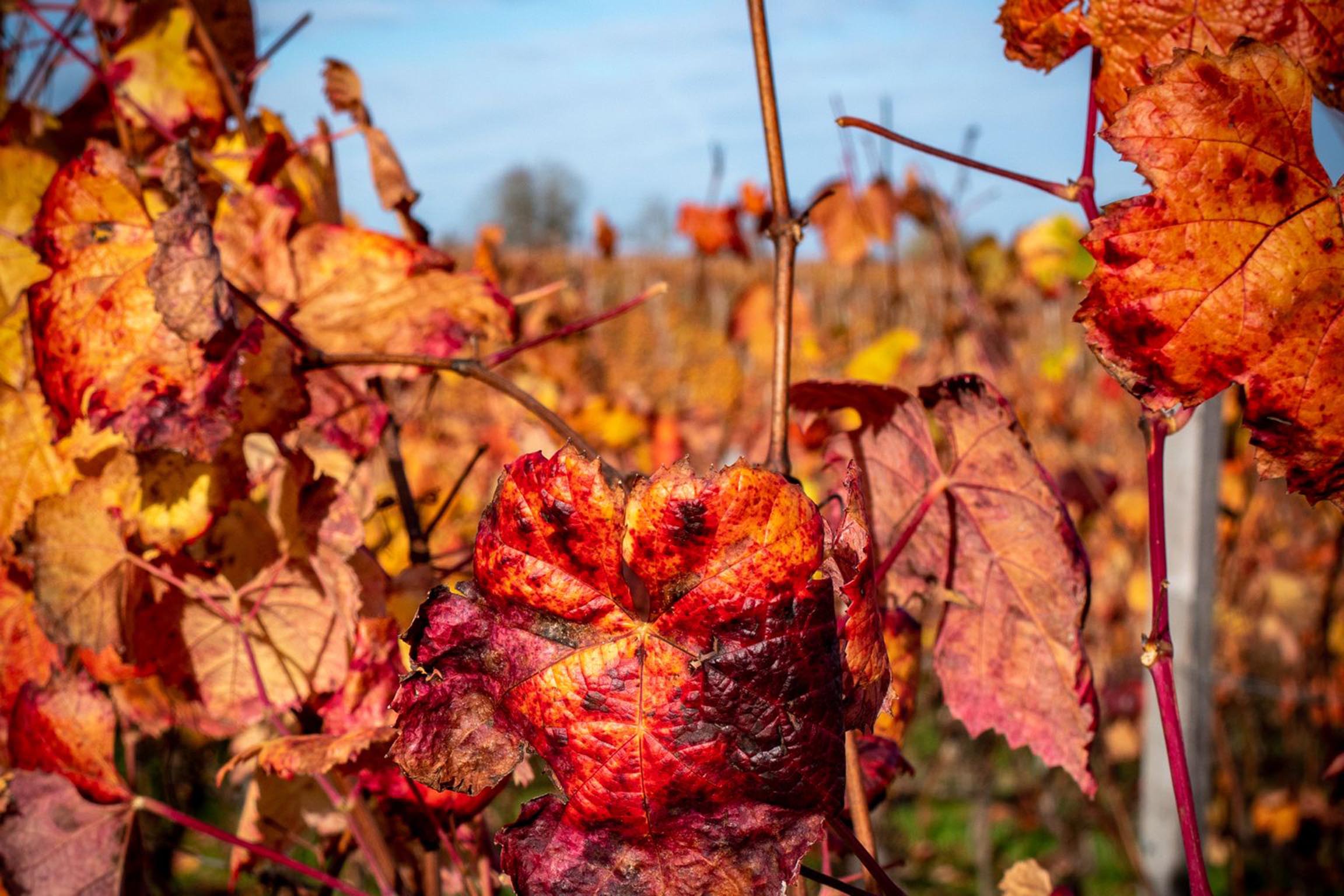 chateau Laffitte Teston jean marc madiran