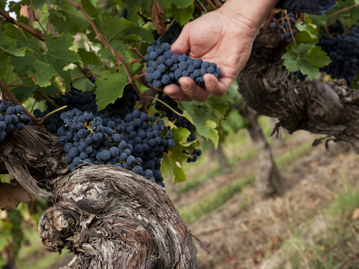 Laffitte-Teston grappe raison vigne